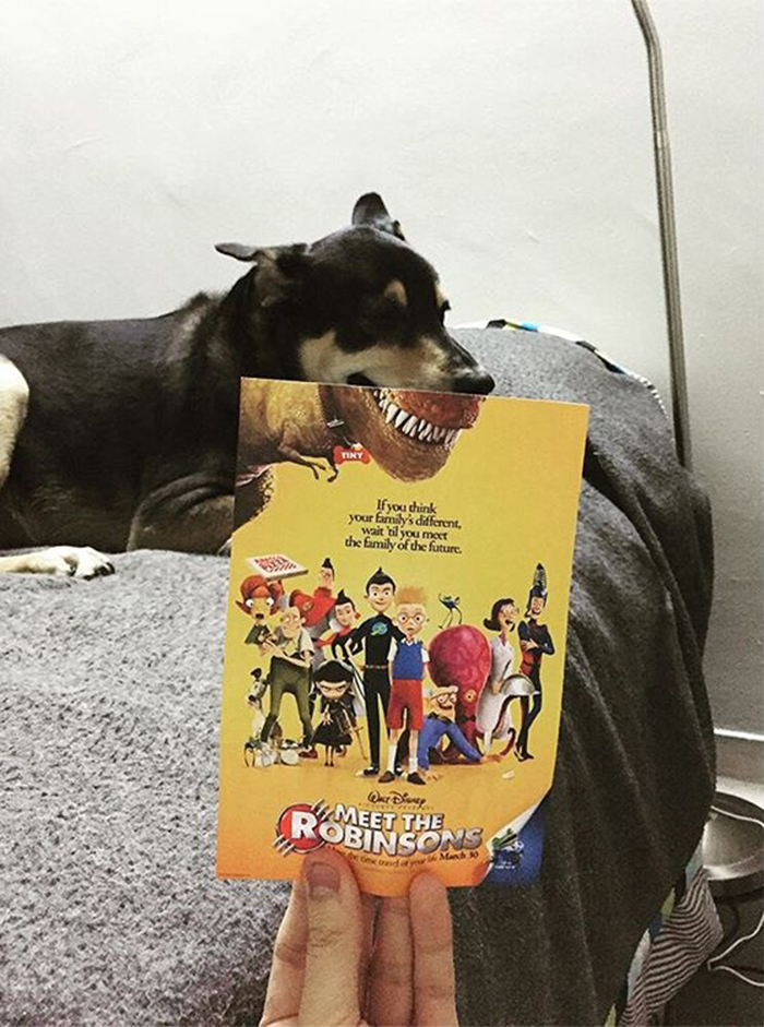 Instagrammer-Combines-Famous-Movie-Posters-with-Real-Life-Puppies-1__700
