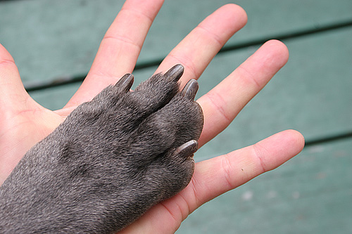 Living_hand_to_paw
