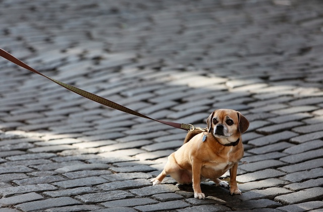 Puggle Dog On A Leash