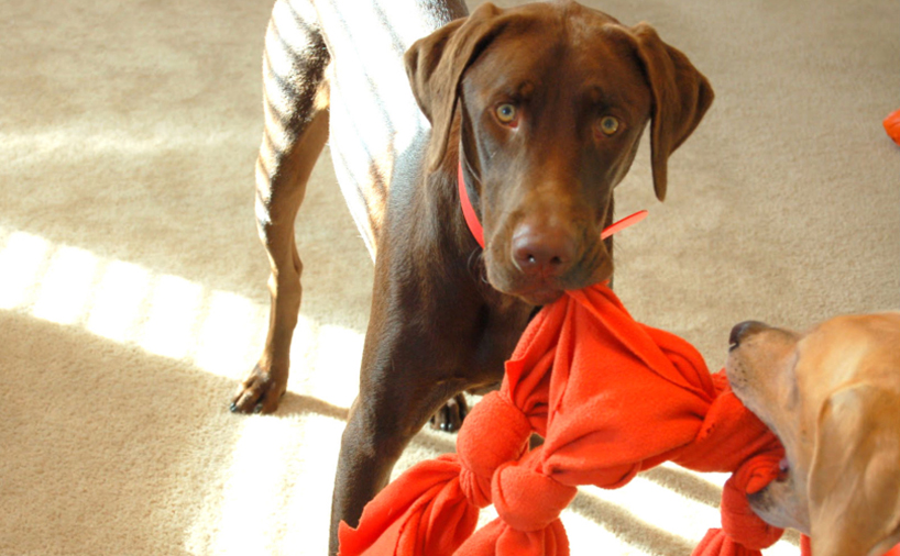 Save big by making DIY dog toys for your pup!