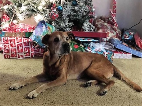 Rocky 17 Year Old Senior Dog Adopted For Christmas