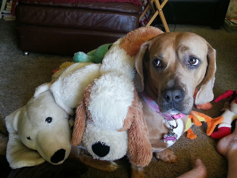 Save big by recycling old toys for your pup!