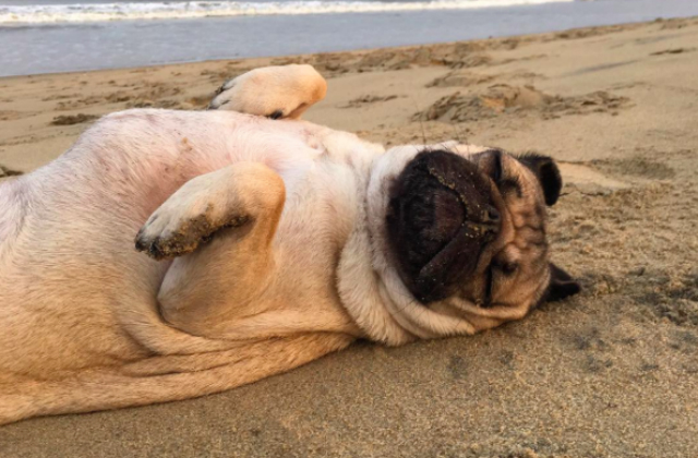 Here is an image of Doug gloriously beached on a beach. Can you see why the obsession is real?