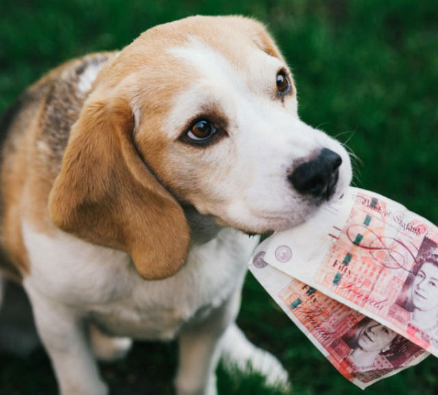 beagle_money