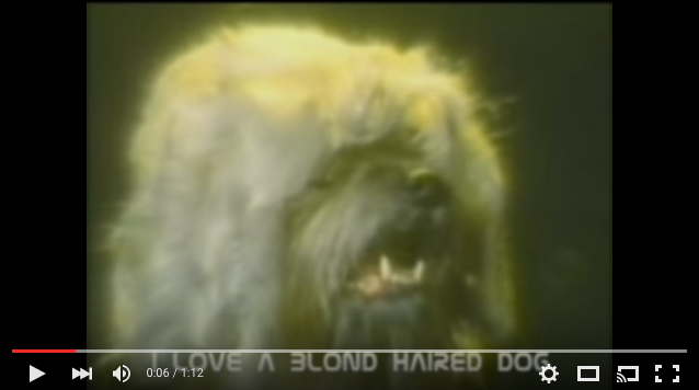 blond haired dog