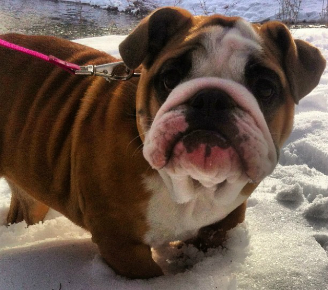 bulldog snow