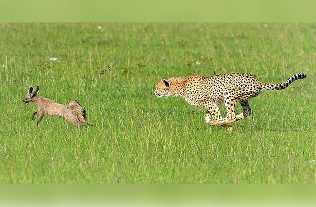 cheetah chasing dog