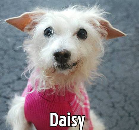 daisy22