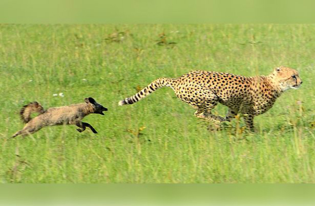 dog chasing cheetah