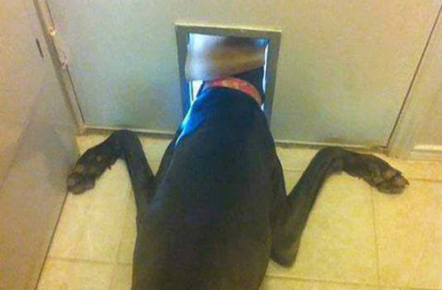 dog door