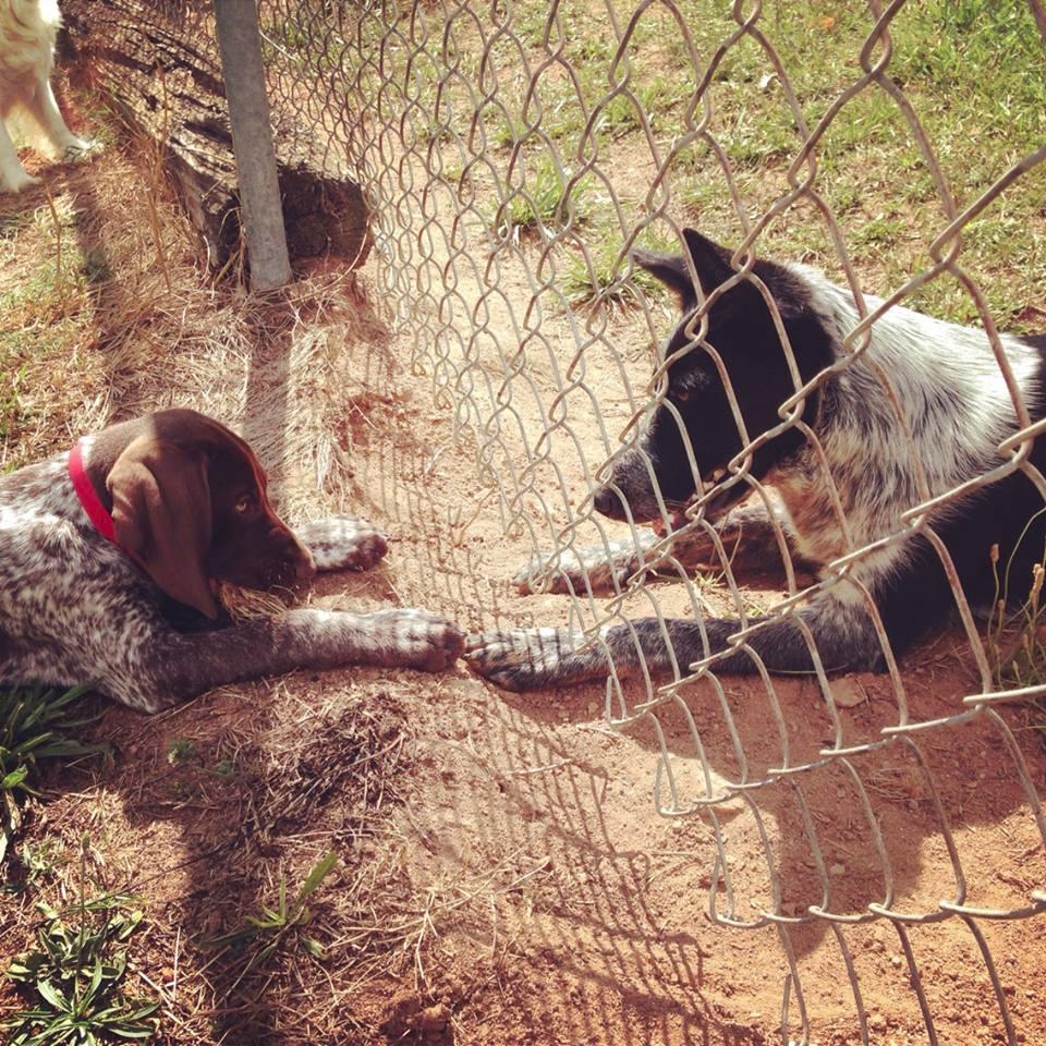 dog-fence-friendships-1