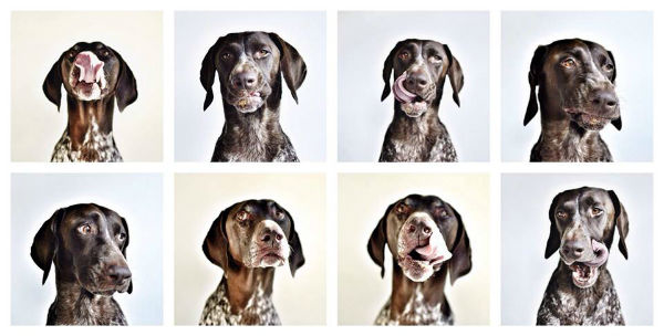 dog picture 2 squarespace new