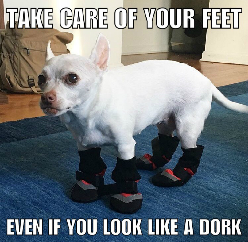 dog-shoes-chi