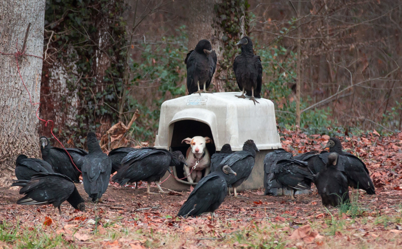 dog vultures feature