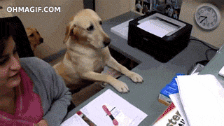 dog working
