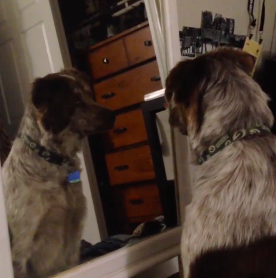 dogs-in-mirrors-11
