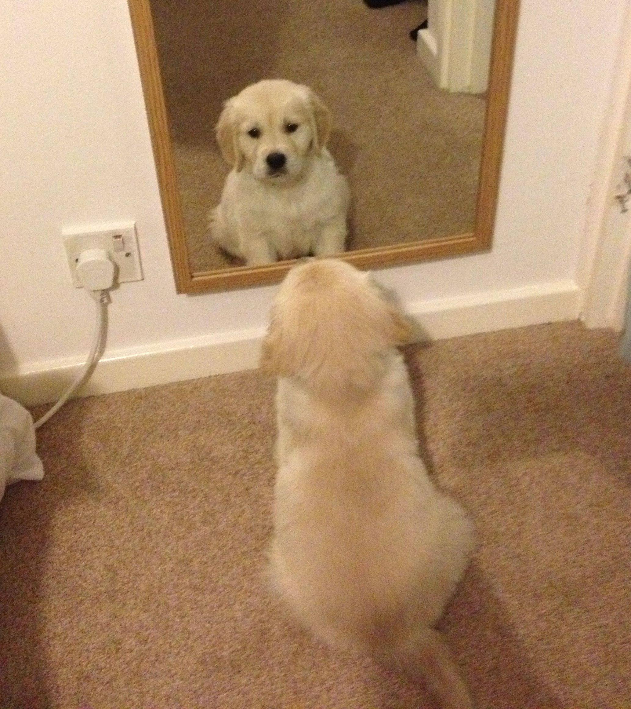 dogs-in-mirrors-15