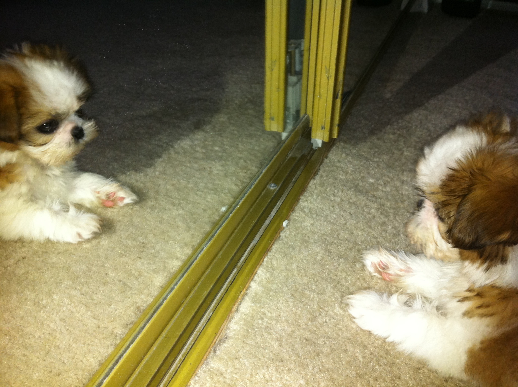 dogs-in-mirrors-3