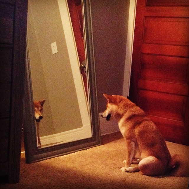 dogs-in-mirrors-6