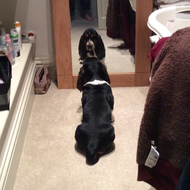 dogs-in-mirrors-7