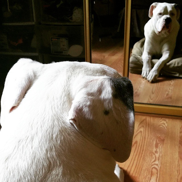 dogs-in-mirrors-8