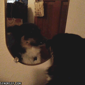 dogs-in-mirrors-9