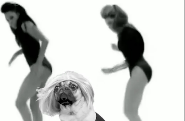 Oh, did I forget to mention Doug made a cameo in the Single Ladies music video? Because he sure did.