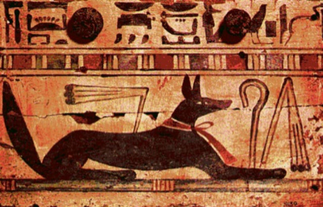 egypt dog