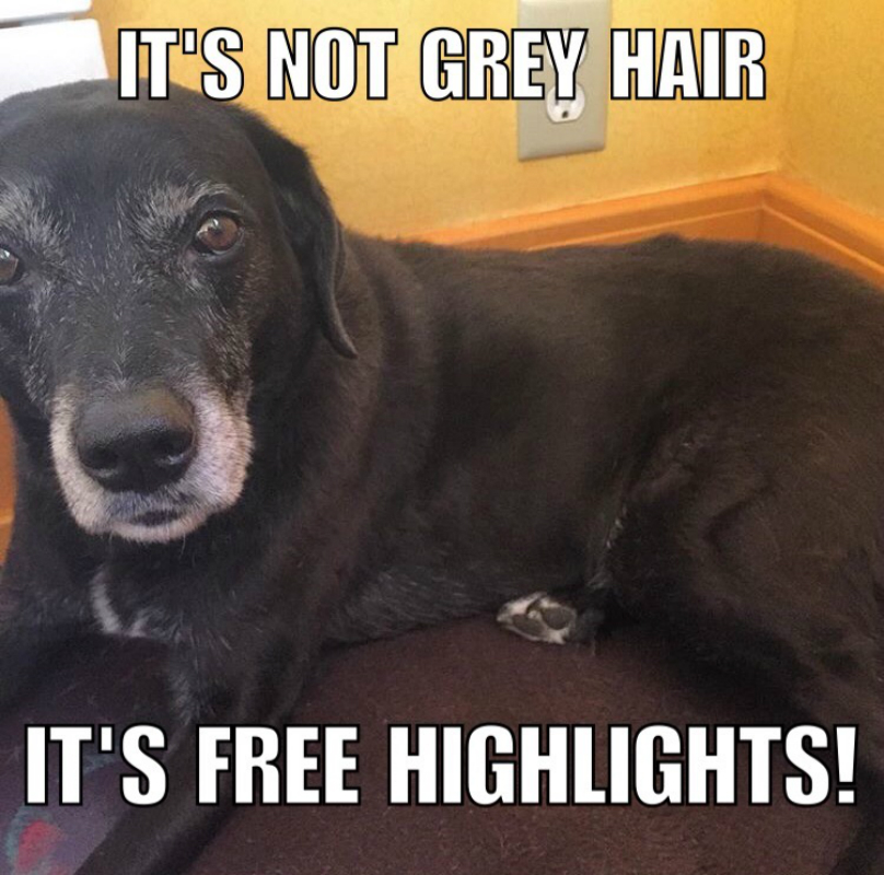 grey-hair-dog