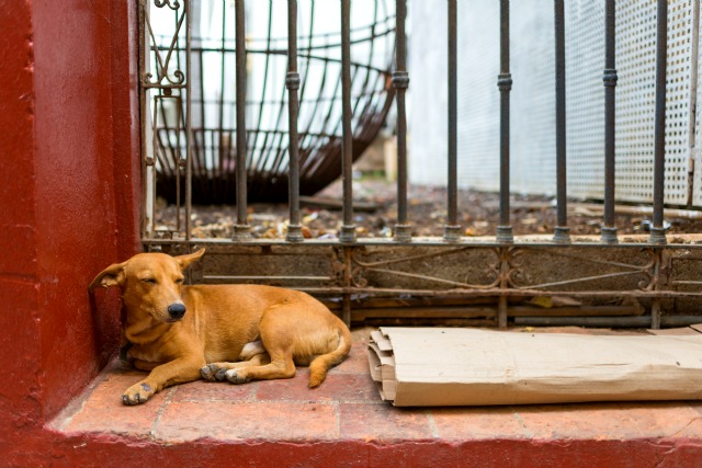 homeless street dog cuba