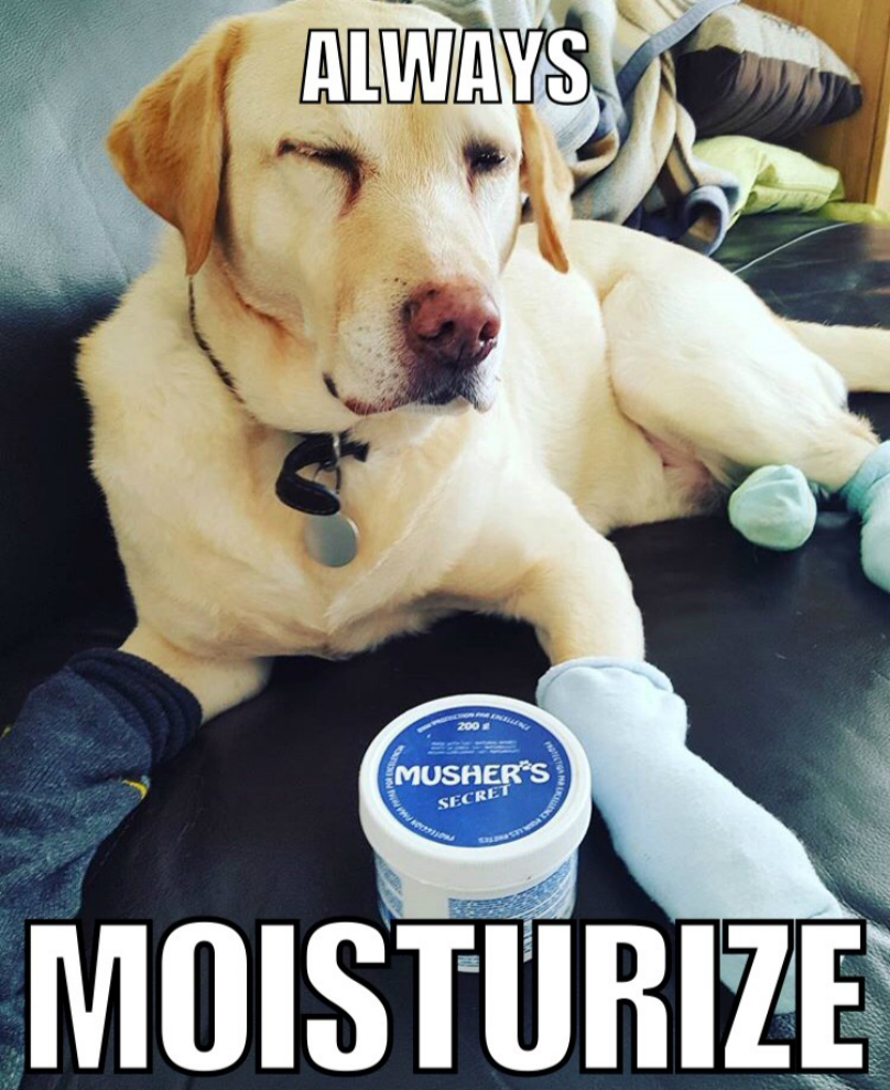 moisturize-lab-dog