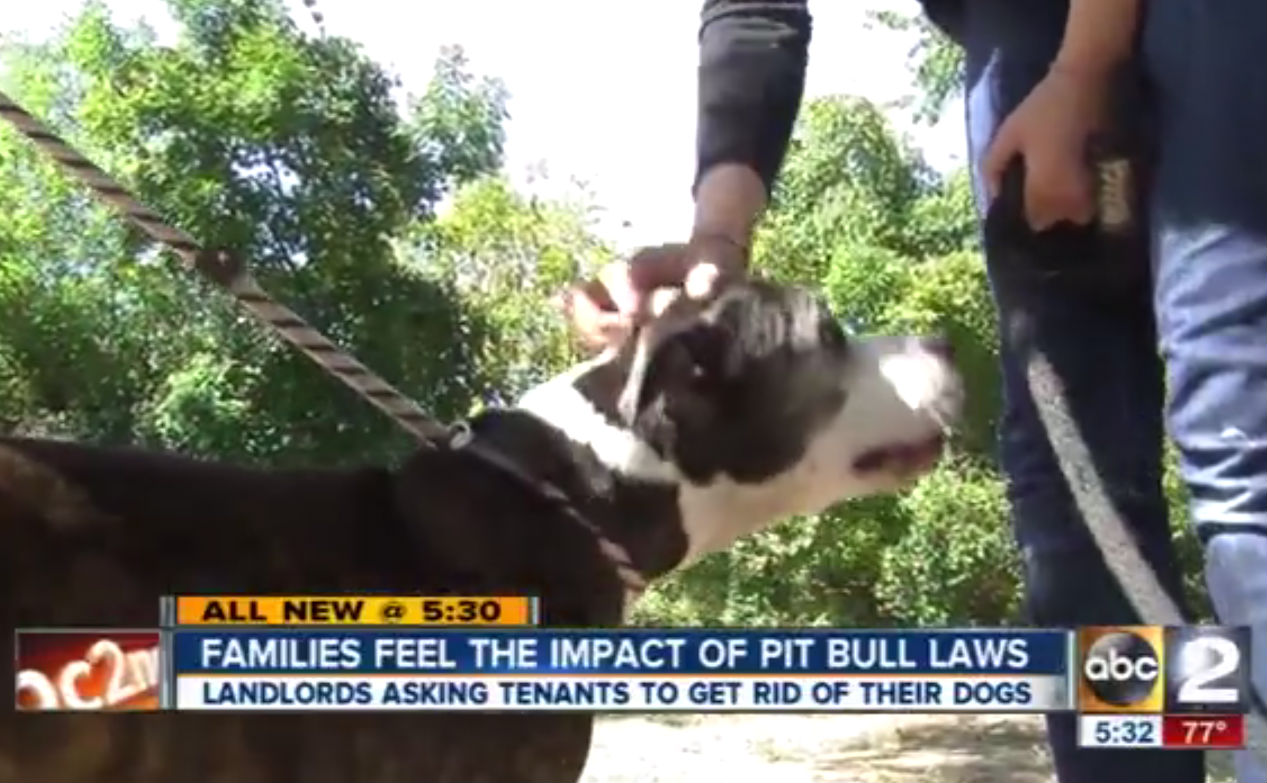 pit bull laws