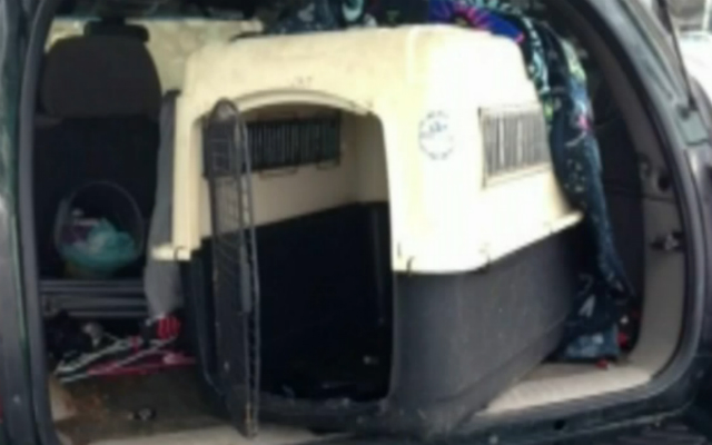 The Pit pup was heard barking in this crate in the back of the vehicle.