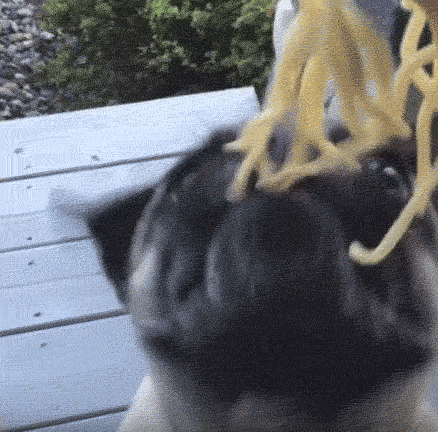 pug-noodle