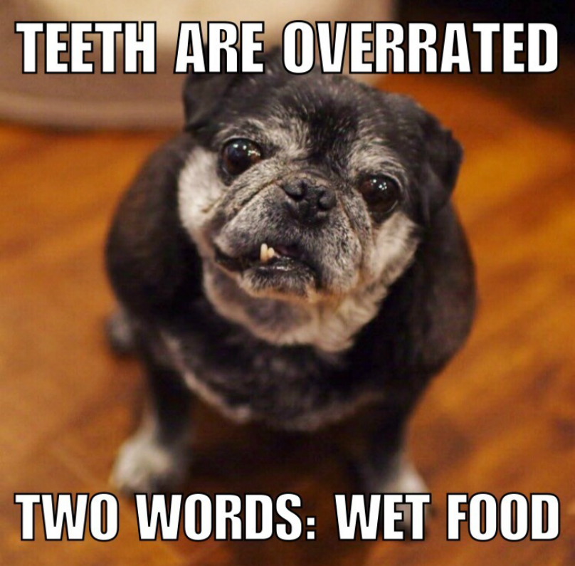 pug-teeth