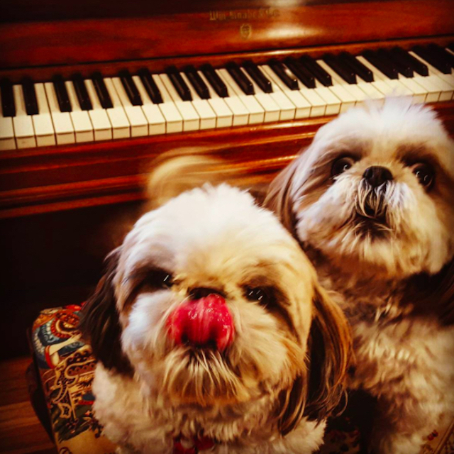 pups-with-piano