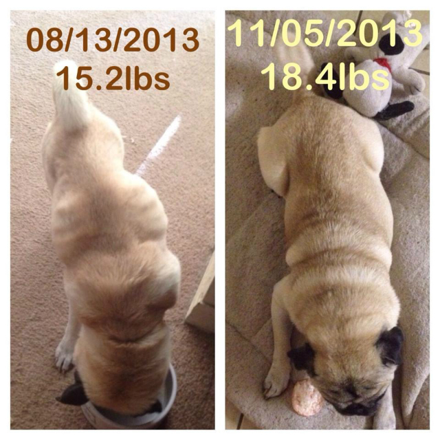 During the first few months in his new home, Scrappie put on some much-needed poundage.