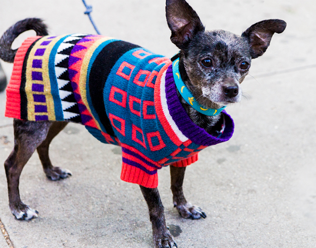 Ware of the Dog Jacquard Sweater in Multi