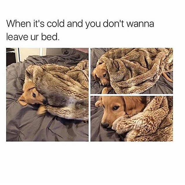 winter-dog-memes-1