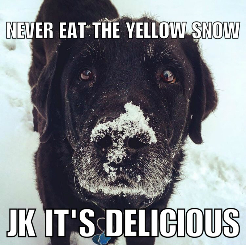 yellow-snow-dog