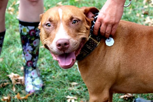 Sunny in all of her glory at Saving Sunny's fifth annual Pitty Fair