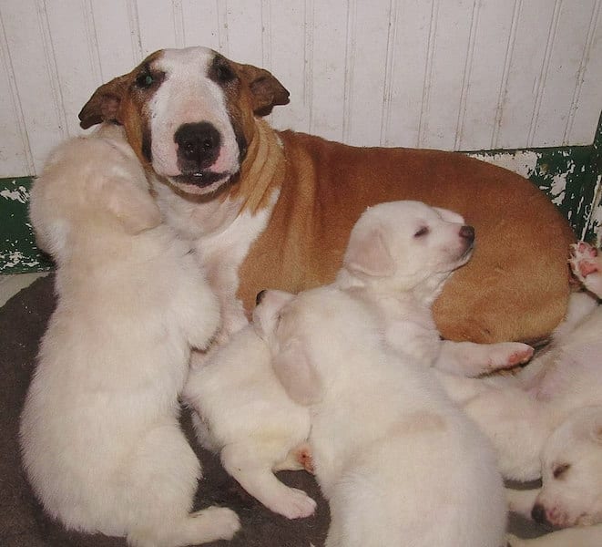 Butterbean and puppies
