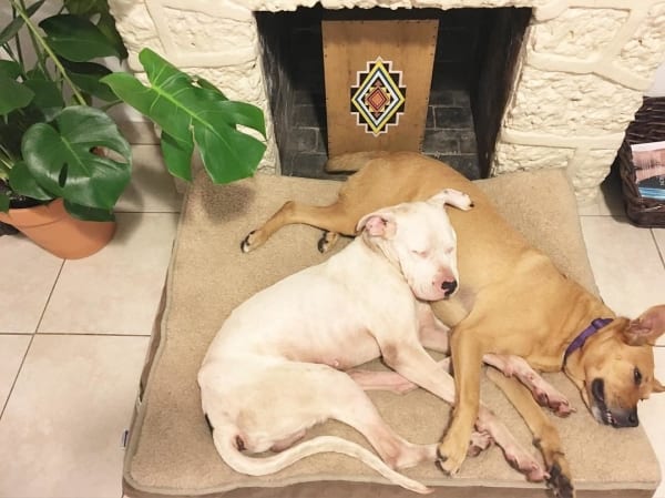 Ganesh snuggling with his foster sister, Leighla