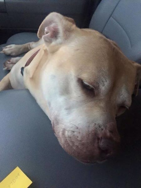 "Adele" completely relaxed on her "freedom ride" out of the Rogersville Shelter after Kelly Fender agreed to foster her.