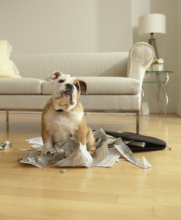 dog chewing paper