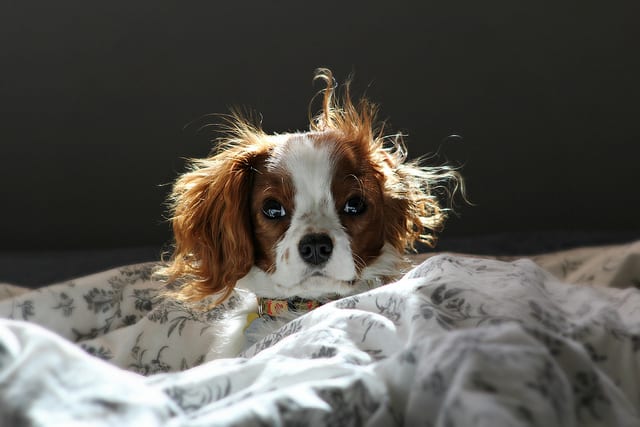 king charles puppy