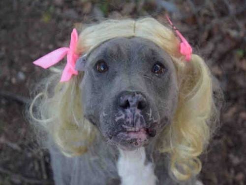 Adoptable Giselle who clearly shows what it's like when you're clearly feeling your hair style.