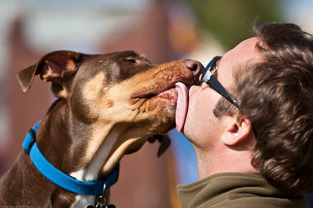 dog kiss lick