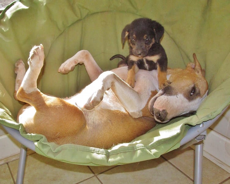 Butterbean and puppy