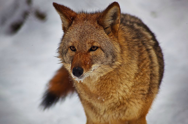 Coyote-face-tail-snow-mouth_ForestWander